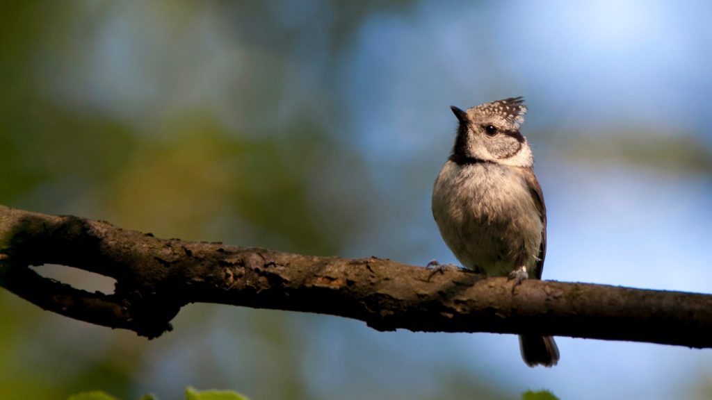 Mésange huppée